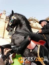 Cal armasar Menorquin