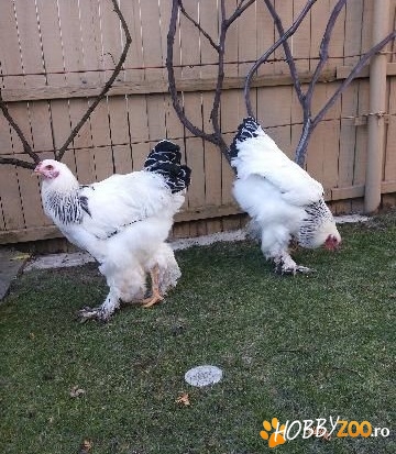 cocosi brahma herminant deschis