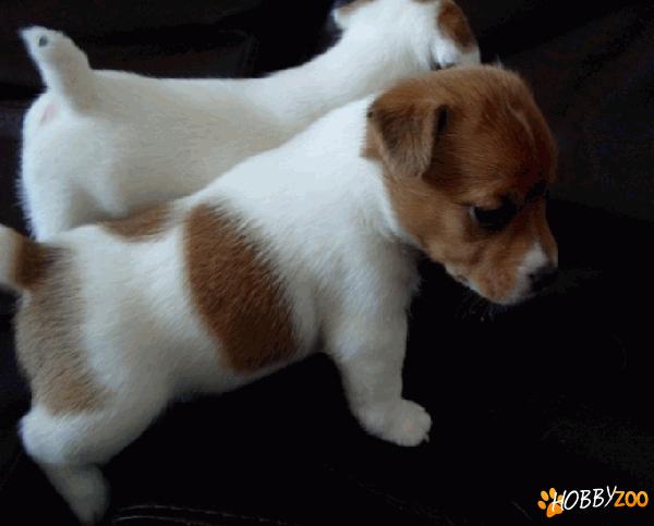 vand jack russell terrier