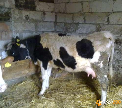 vaca cu lapte prima fatare