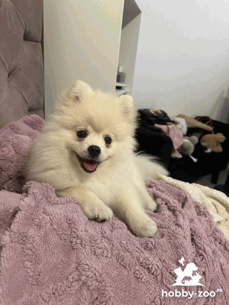 Pomeranian toy alb, femelă 3 luni