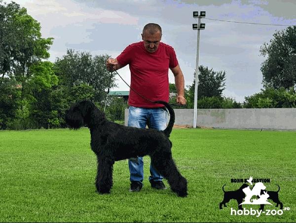 Giant schnauzer adult male for sale