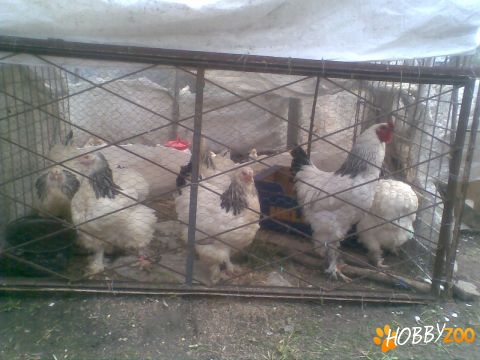 vand gaini brahma herminat deschis