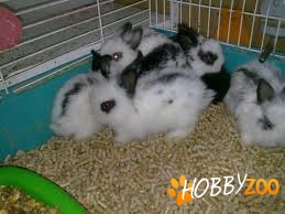 Iepuri pitici de angora