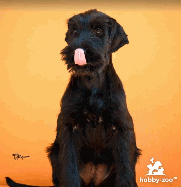Câini Schnauzer Gigant Negri