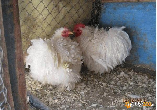 vand cochinchina pitic frezat alb