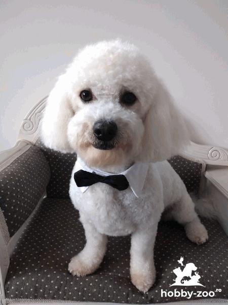 Caniche pitic alb îmi caut parteneră