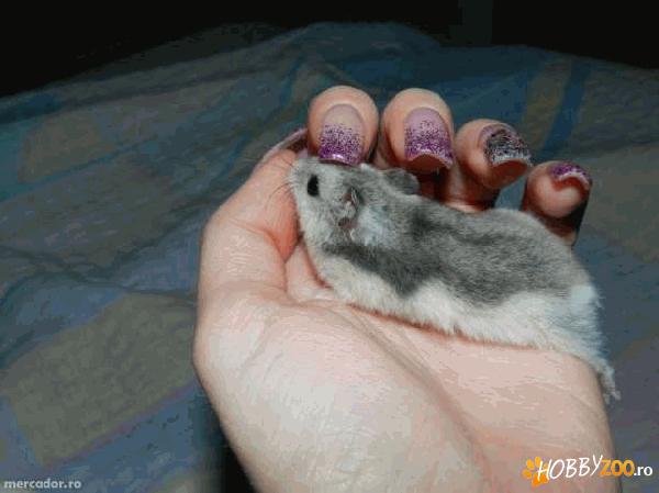 Hamsteri pitici rusesti adorabili