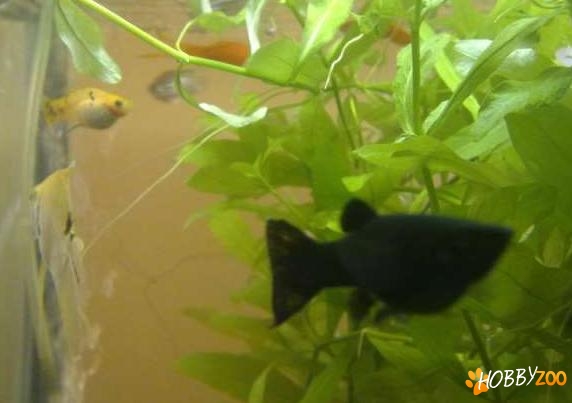 diverse specii pesti exotici