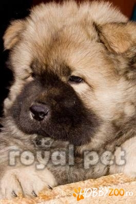 VAND CAINI CHOW CHOW BUCURESTI