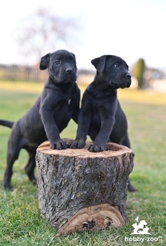 Cane Corso catelusi de vanzare