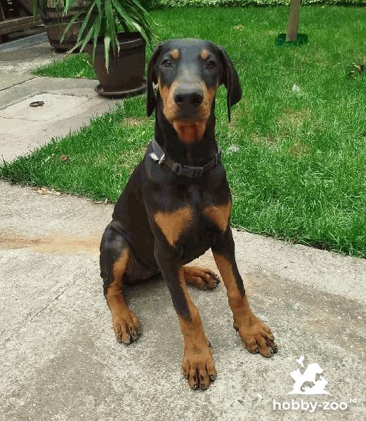 Doberman puppies          .