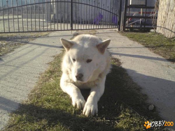 vand metis de chow chow