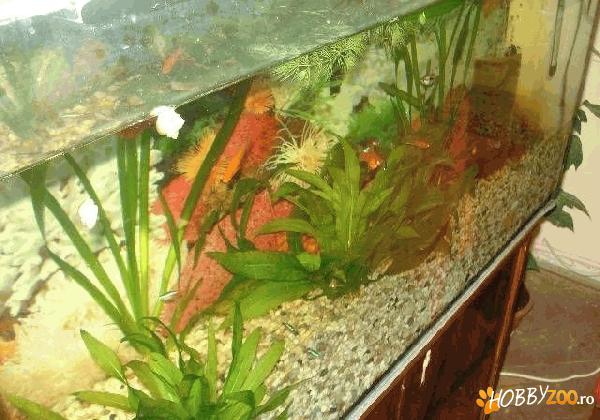 acvariu Germania silicon negru