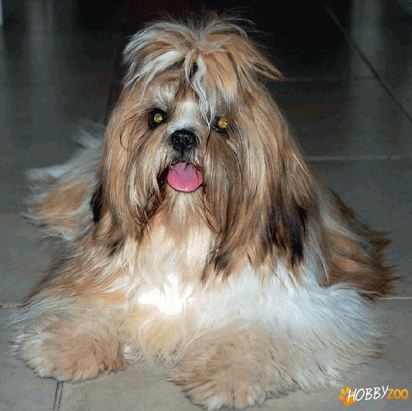 shih tzu superbi