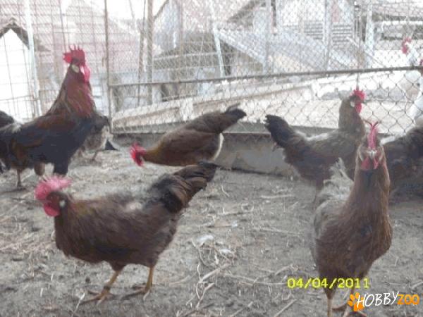 Microferma de pasari