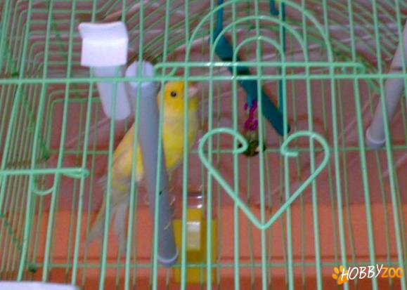 canar galben mascul matur