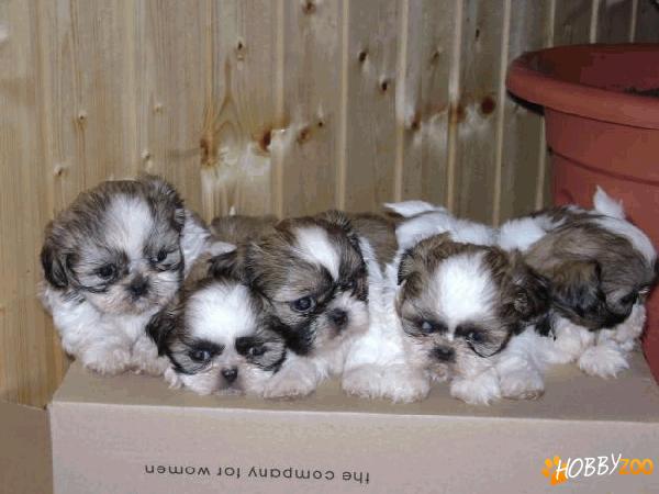 Vindem catelusi Shih tzu 