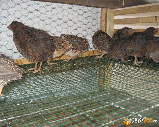 cocosi de prepelita pentru carne
