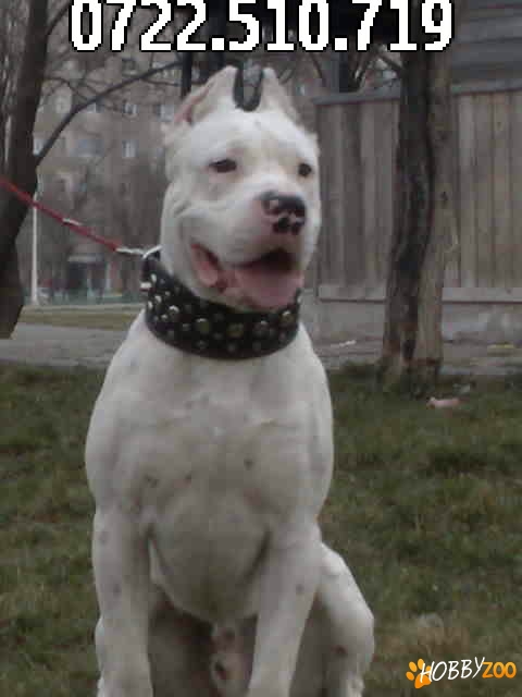 Vand pui Dog Argentinian calit