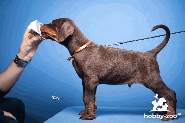 Doberman catelusi de vanzare