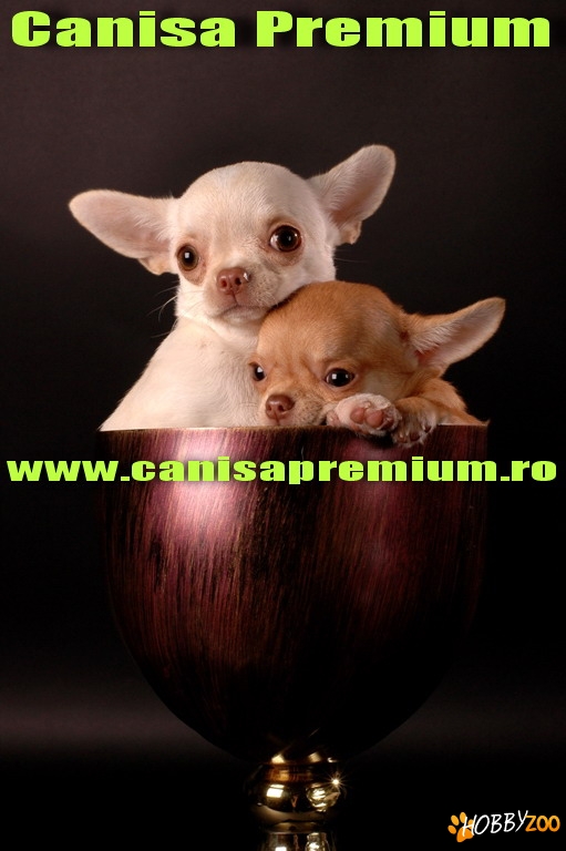 Chihuahua de Vanzare