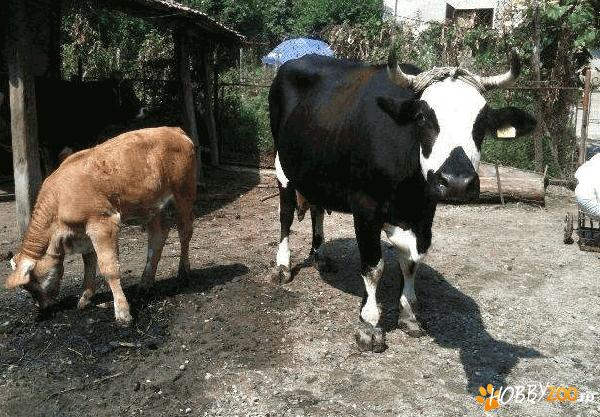 Vaca de rasa Holstein cu vitea