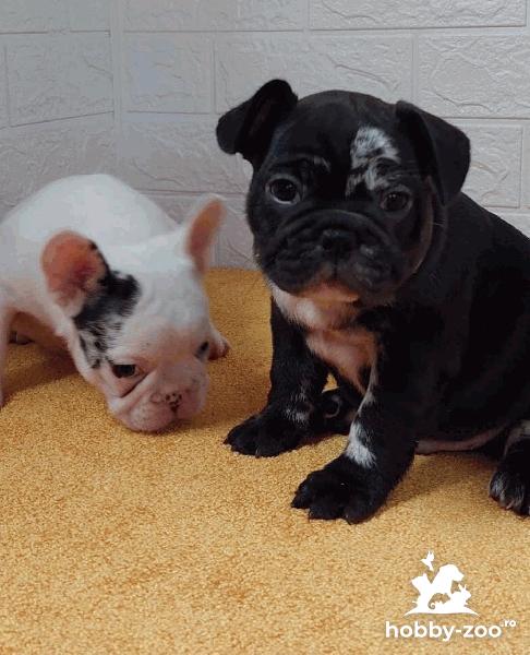 Bulldogi exotici de vânzare
