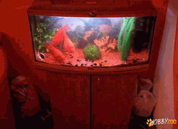 Pesti Papagali cu acvariu