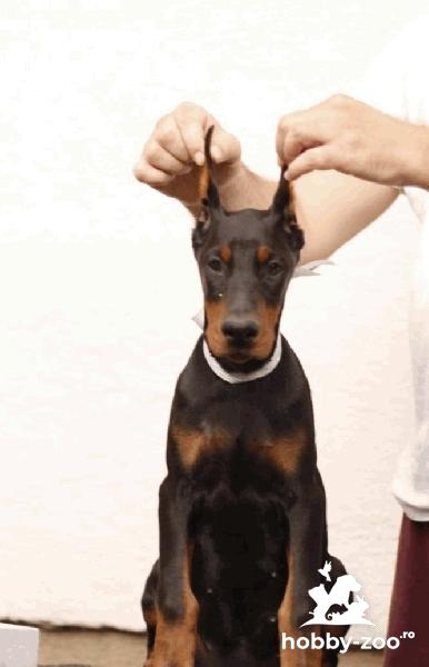 Doberman catelusi de vanzare