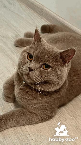 Cavaler British Lilac shorthair