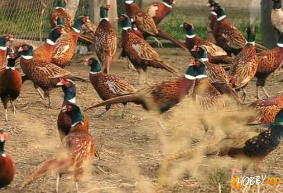 fazani comuni masculi