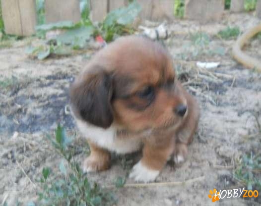 catelusa bichon havanese 