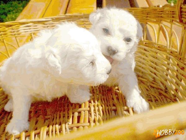pui de bichon bolognese