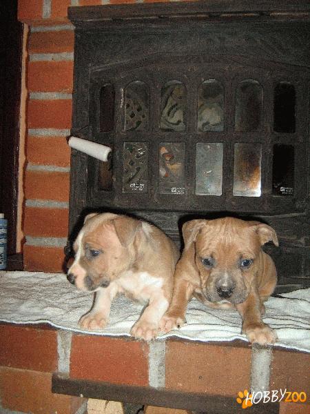 vand femela amstaff
