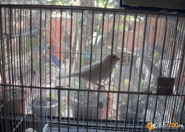 femele tinere de canari 