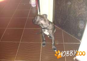 Amstaff femela culoare tigrat