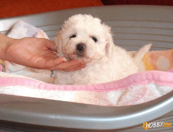 Vindem catei Bichon Bolognese 