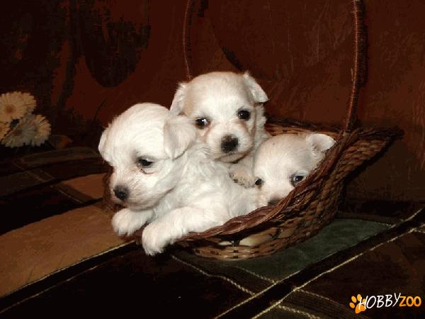 pui bichon havanse albi originali
