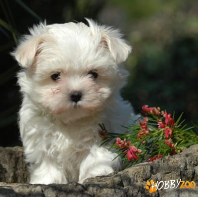 De vanzare BICHON MALTESE