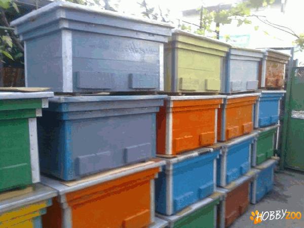 familii de albine in cutii noi