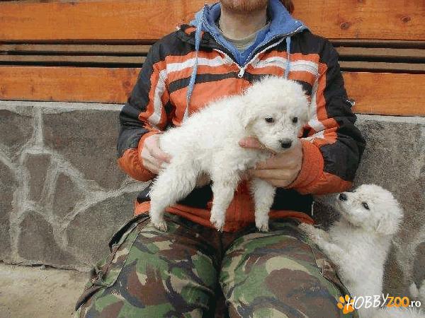 vand Caini rasa Kuvasz