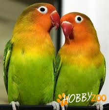 agapornis femele si masculi