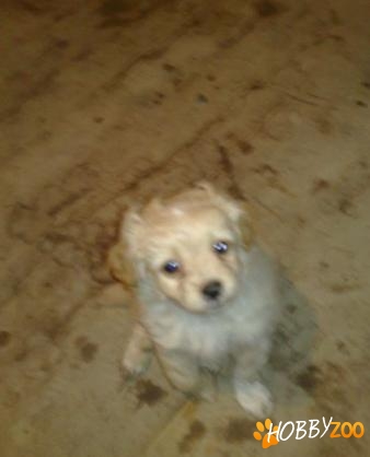 bichon baietel vaccinat