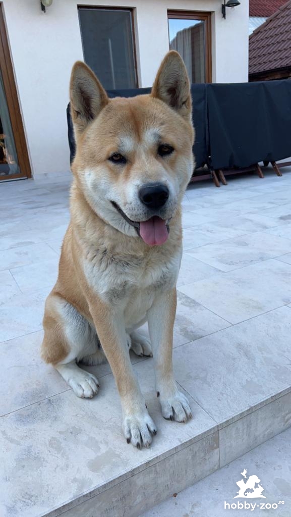 Cut partenera Akita Inu pentru imperecchere.