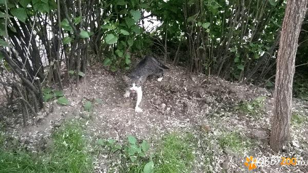 Pisicuta MIMI spre adoptie