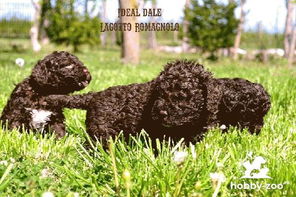 Lagotto Romagnolo cățeluși
