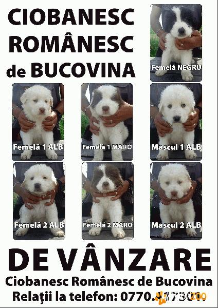 Ciobanesc Romanesc de Bucovina