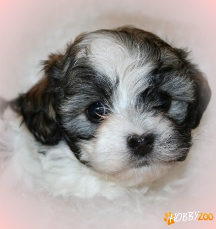 pui bichon de vanzare