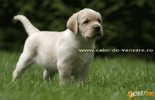 Labrador de Vanzare pret avantajos
